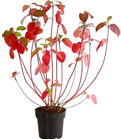 Dehner holziger Hartriegel 'Sibirica' Sale