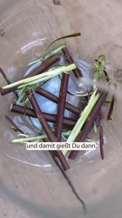 Dehner Grabschmuck & Grabgestaltung|Winterharte Kübelpflanzen > Rotkätzchen-Weide, Stämmchen