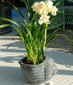 Roto Blumentöpfe & Übertöpfe - Kunststoff-Pflanztopf Muschel, , ca. B40/H25,5/T30 cm Grau
