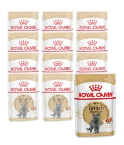 ROYAL CANIN® Nassfutter Katze - Nassfutter für Katzen British Shorthair in Soße, 12 x 85 g