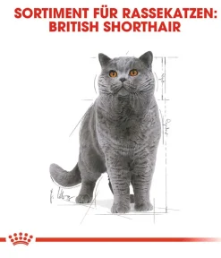 ROYAL CANIN® Nassfutter Katze - Nassfutter für Katzen British Shorthair in Soße, 12 x 85 g