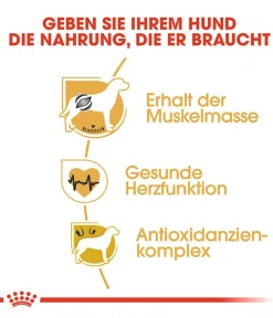 ROYAL CANIN® Trockenfutter Hund > Trockenfutter für Hunde Boxer 26 Adult