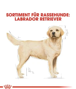 ROYAL CANIN® Trockenfutter Hund > Trockenfutter für Hunde Labrador Retriever Adult