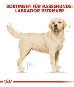 ROYAL CANIN® Trockenfutter Hund - Trockenfutter für Hunde Labrador Retriever Adult