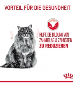 ROYAL CANIN® Trockenfutter Katze > Trockenfutter für Katzen Dental Care