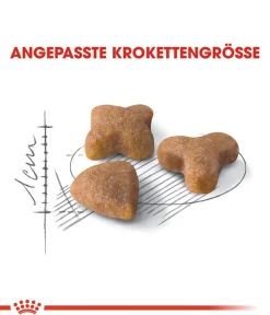 ROYAL CANIN® Trockenfutter Katze > Trockenfutter für Katzen Indoor