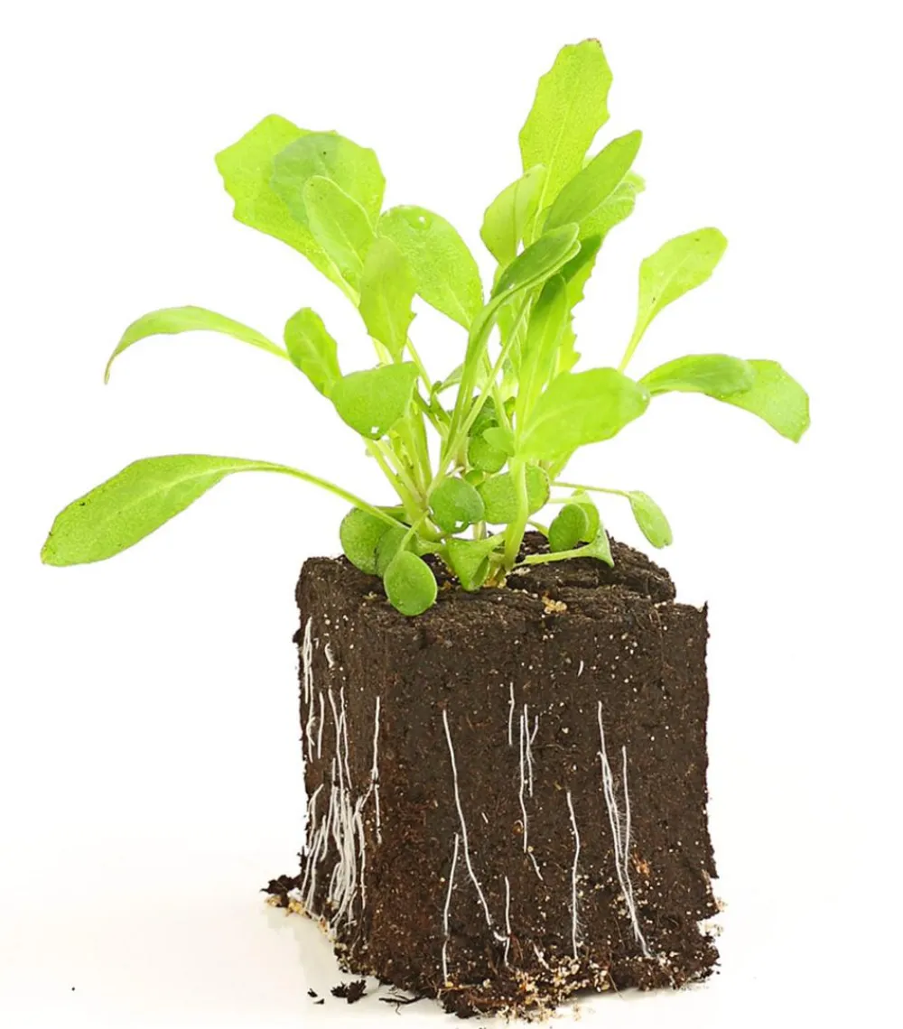 Dehner Kohl- & Salatpflanzen - Rucola, 12er Schale Grün