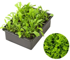 Dehner Kohl- & Salatpflanzen - Rucola, 12er Schale Grün