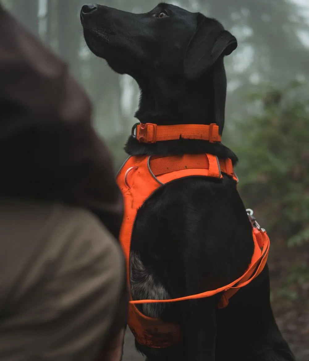 RUFFWEAR® Hundehalsbänder & Geschirre > Haband Front Range™