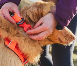 RUFFWEAR® Haband Front Range™ Orange Outlet