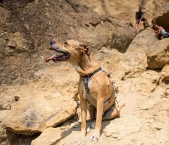 RUFFWEAR® Hundegechirr DoubleBack™ Online