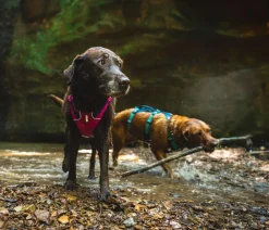 RUFFWEAR® Hundehalsbänder & Geschirre - Hundegechirr Fagine Harne 2.0 Grau