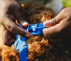 RUFFWEAR® Hundehalsbänder & Geschirre > Hundegechirr Front Range®