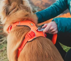 RUFFWEAR® Hundehalsbänder & Geschirre - Hundegechirr Front Range® Orange