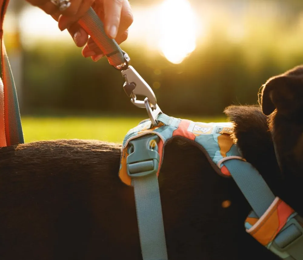 RUFFWEAR® Hundegechirr Front Range® Türkis Best
