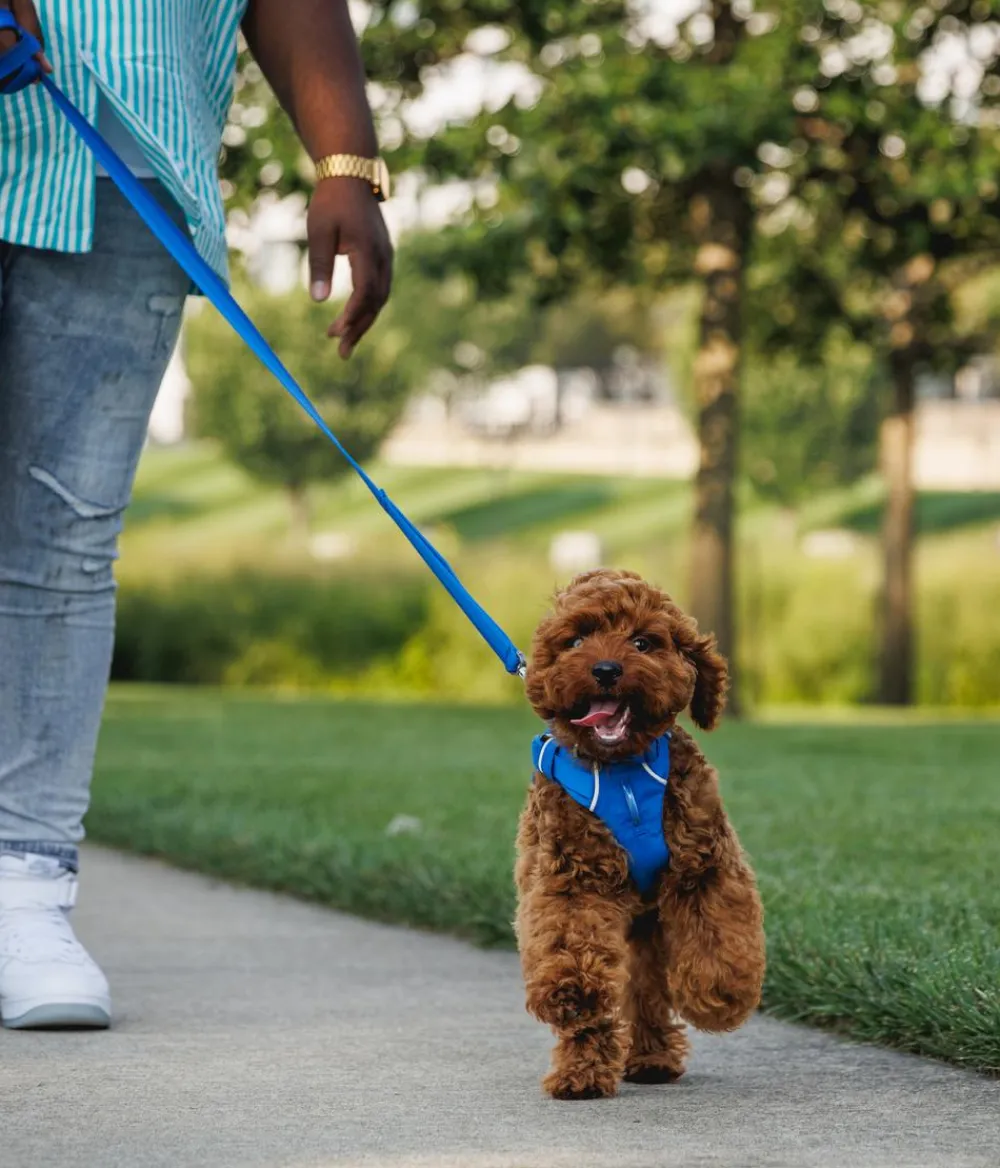 RUFFWEAR® Hundehalsbänder & Geschirre - Hundegechirr Front Range® Blau