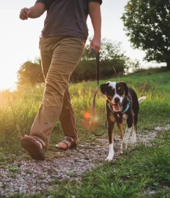 RUFFWEAR® Hundehalsbänder & Geschirre - Hundegechirr Hi & Light™ Harne 2.0 Grau