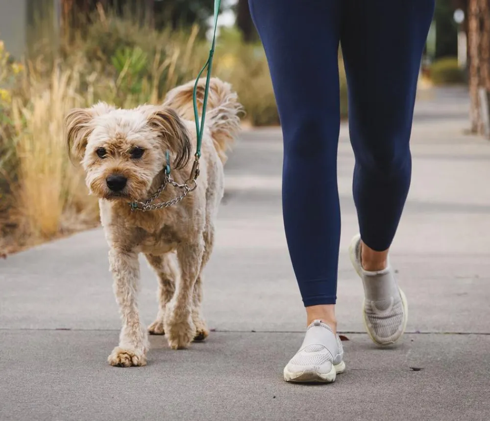 RUFFWEAR® Hundehaband Chain Reaction™ Hellgrün Best