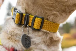 RUFFWEAR® Hundehalsbänder & Geschirre - Hundehaband Hi & ight™ Coar Lemon