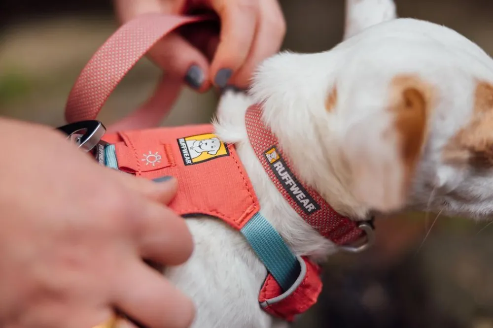 RUFFWEAR® Hundehalsbänder & Geschirre - Hundehaband Hi & ight™ Coar Hellrot