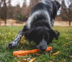 RUFFWEAR® Hundespielzeug Gnawt-a-Stick™, ca. Ø4/T30 cm Orange Best