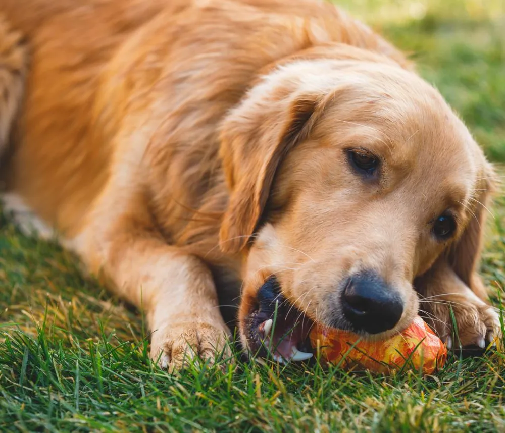 RUFFWEAR® Hundespielzeug > Hundespielzeug Gnawt-a-Cone™, ca. B7,5/H10 cm