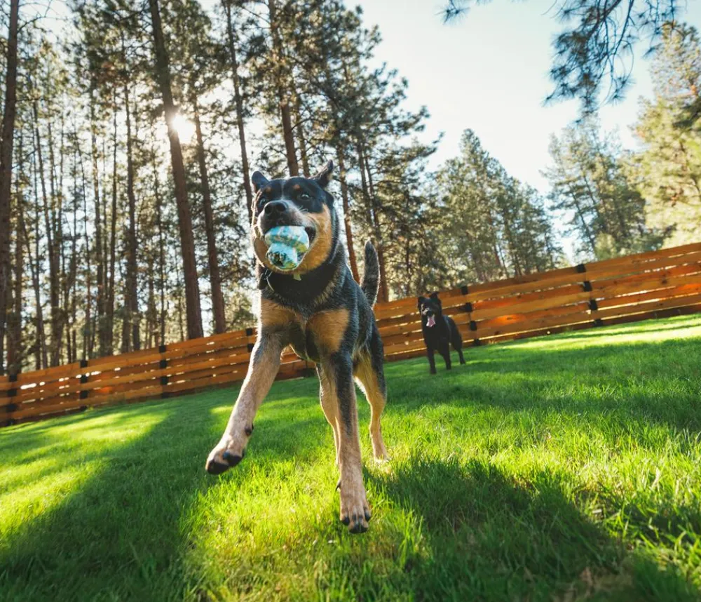 RUFFWEAR® Hundespielzeug Toadstool™ Blau Clearance