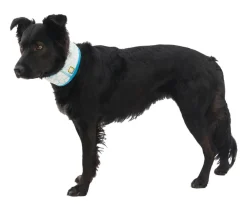 RUFFWEAR® Mehr Hundezubehör|Mehr Transport & Unterwegs > kühlendes Hundehalstuch Swamp Cooler™
