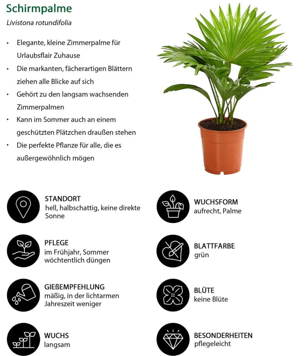 Dehner Rundblättrige Schirmpalme - Livistona rotundifolia Grün Outlet
