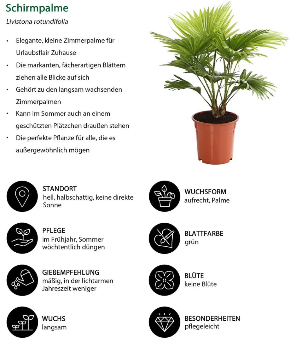Dehner Zimmerpalmen|Grünpflanzen - Rundblättrige Schirmpalme - Livistona rotundifolia Grün