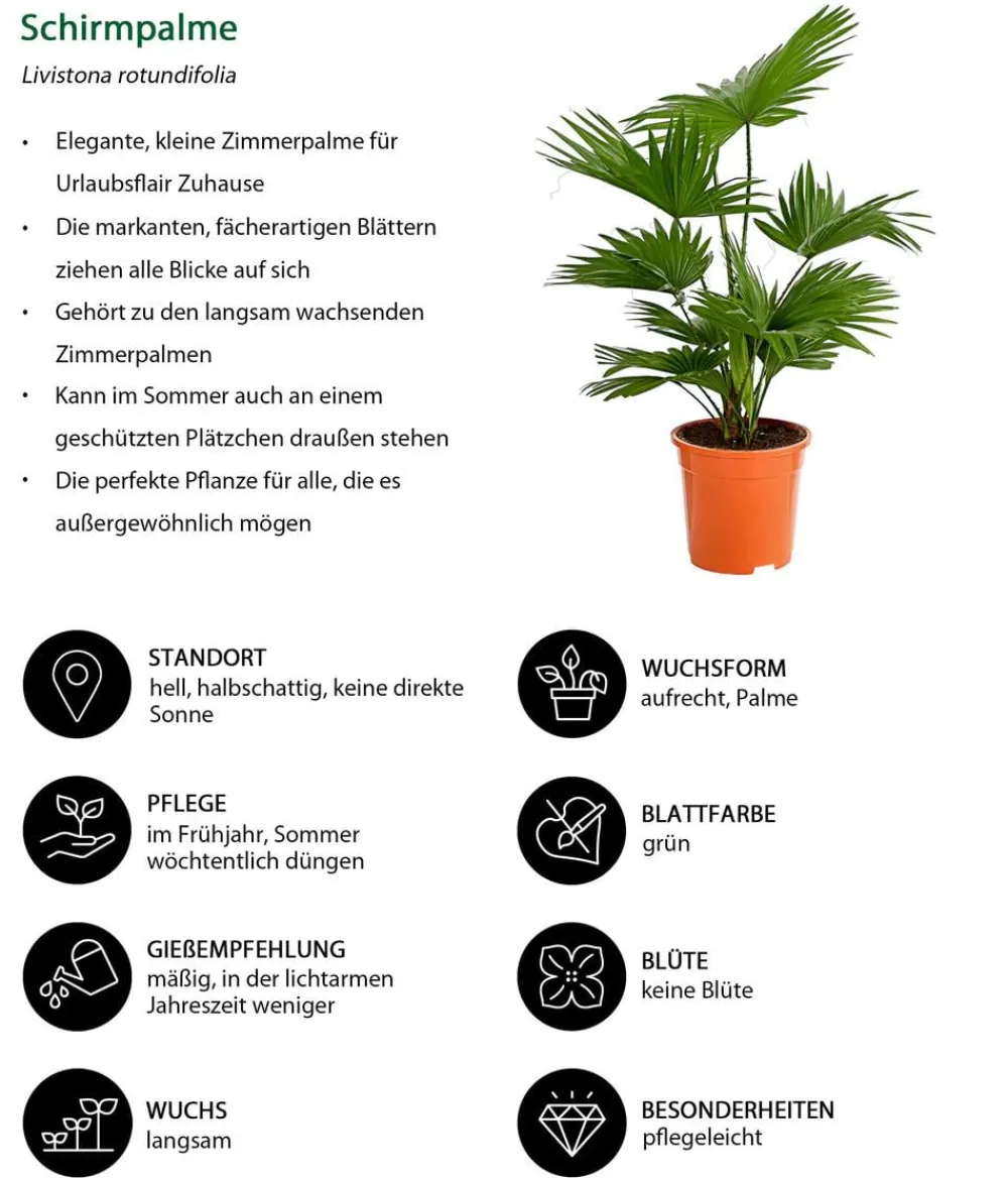 Dehner Zimmerpalmen|Grünpflanzen - Rundblättrige Schirmpalme - Livistona rotundifolia Grün