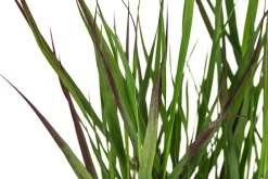 Dehner Gräser > Rutenhirse 'Cheyenne Sky®'