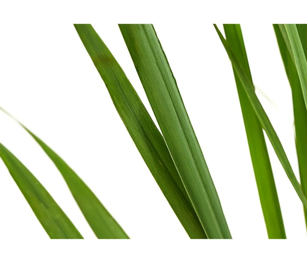 Dehner Rutenhirse 'Northwind' Grün Sale
