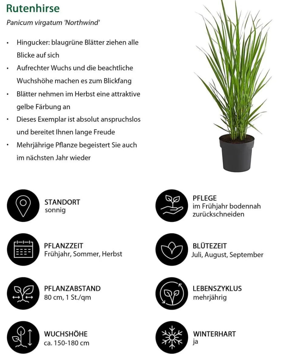 Dehner Rutenhirse 'Northwind' Grün Sale