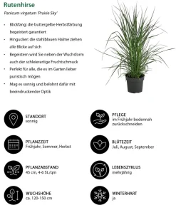 Dehner Gräser - Rutenhirse 'Prairie Sky'