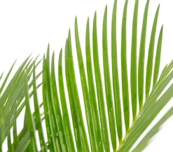 Dehner Palmen|Terrassenpflanzen > Sagopalmfarn - Cycas revoluta