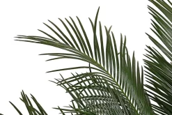 Dehner Palmen|Terrassenpflanzen > Sagopalmfarn - Cycas revoluta