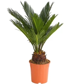 Dehner Palmen|Terrassenpflanzen > Sagopalmfarn - Cycas revoluta