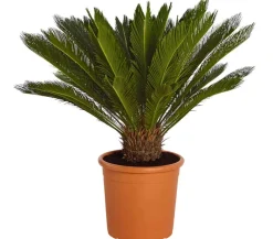 Dehner Sagopalmfarn - Cycas revoluta Grün New