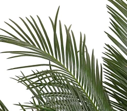Dehner Sagopalmfarn - Cycas revoluta Grün Discount