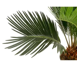 Dehner Sagopalmfarn - Cycas revoluta Grün Hot