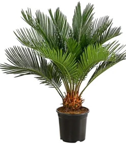 Dehner Sagopalmfarn - Cycas revoluta Grün Hot