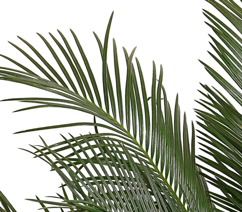 Dehner Palmen|Terrassenpflanzen - Sagopalmfarn - Cycas revoluta Grün