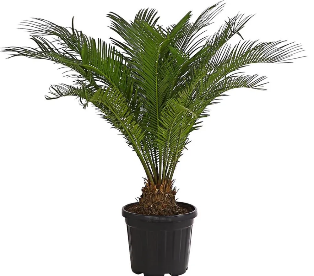 Dehner Palmen|Terrassenpflanzen - Sagopalmfarn - Cycas revoluta Grün
