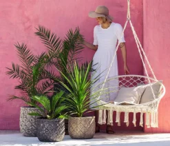Dehner Palmen|Terrassenpflanzen - Sagopalmfarn - Cycas revoluta Grün