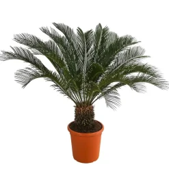 Dehner Palmen|Terrassenpflanzen - Sagopalmfarn - Cycas revoluta Grün