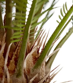 Dehner Palmen|Terrassenpflanzen - Sagopalmfarn - Cycas revoluta Grün
