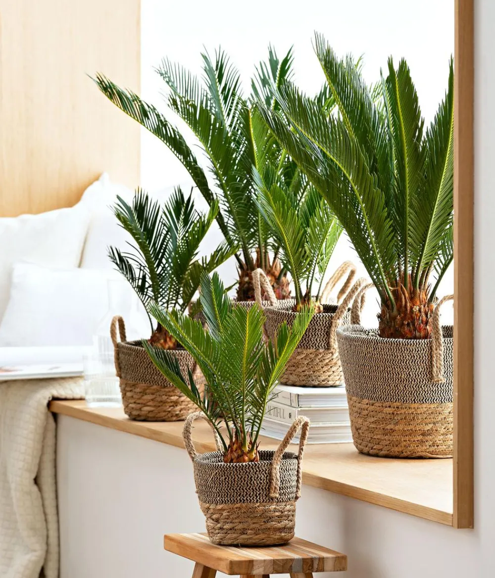 Dehner Palmen|Terrassenpflanzen - Sagopalmfarn - Cycas revoluta Grün