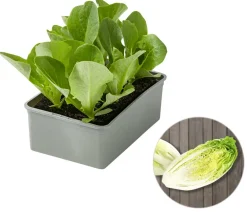 Dehner Kohl- & Salatpflanzen > Salatherzen, lausresistent, , 6er Schale