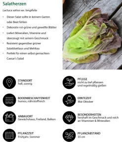 Dehner Kohl- & Salatpflanzen - Salatherzen, lausresistent, rot, 6er Schale